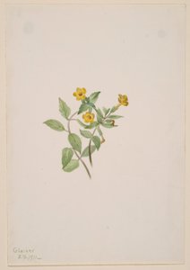  av Mary Vaux Walcott