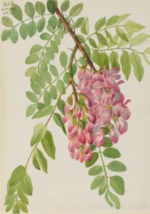  av Mary Vaux Walcott