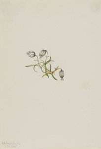  av Mary Vaux Walcott