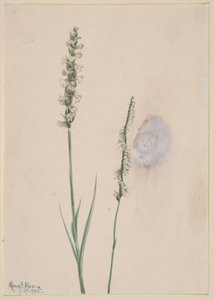Nikkende damelokker (Ibidium cernum) av Mary Vaux Walcott