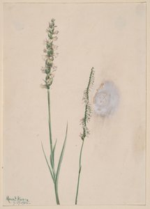 Nikkende damedresser Ibidium cernum, 1905. av Mary Vaux Walcott