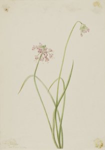Nikkende løk (Allium cernuum) av Mary Vaux Walcott