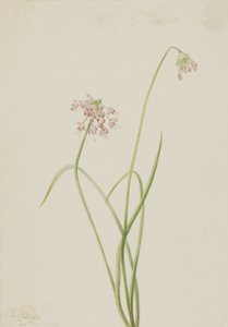 Nikkende løk Allium cernuum, 1901. av Mary Vaux Walcott