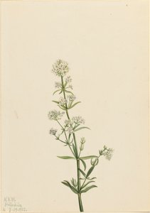 Northern Bedstraw Galium boreale, 1922. av Mary Vaux Walcott