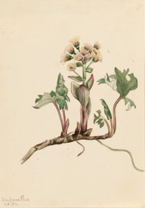  av Mary Vaux Walcott