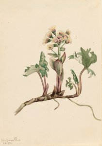 Northern Butterbur Petasites hyperboreus, 1916. av Mary Vaux Walcott