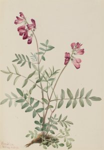  av Mary Vaux Walcott