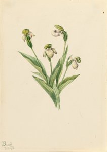  av Mary Vaux Walcott