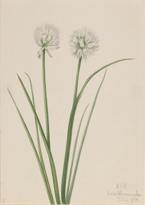 Northern Onion Allium sibiricum, 1920.    1139783   no       norwegian Successfully Translated  Original: Pijprokende man Translat: Pijprokende man 1381260 no norwegian Successfully Translated Original: Cut Rocks, c.1837 (pencil, watercolor and gouache on  av Mary Vaux Walcott