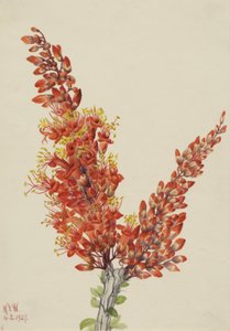 Ocotillo Fouquieria splendens, 1927. av Mary Vaux Walcott