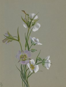  av Mary Vaux Walcott