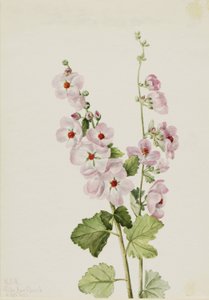  av Mary Vaux Walcott