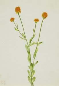 Oransje Polygala (Polygala lutea) av Mary Vaux Walcott