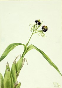 Orkide (Epidendrum cochleatum) av Mary Vaux Walcott