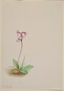  av Mary Vaux Walcott