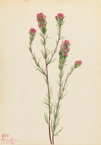  av Mary Vaux Walcott