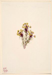  av Mary Vaux Walcott