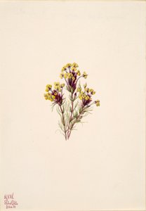 Uglekløver Orthocarpus erianthus, 1935. av Mary Vaux Walcott