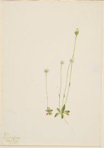  av Mary Vaux Walcott