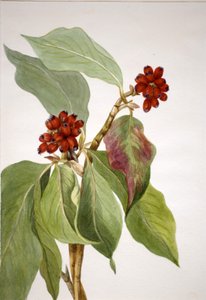 Stillehavskornell Cornus nuttalli, 1933. av Mary Vaux Walcott