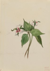  av Mary Vaux Walcott