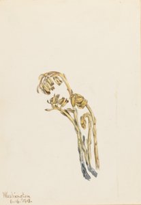  av Mary Vaux Walcott