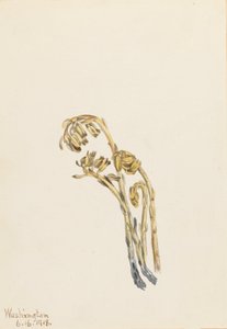 Palae Pinus hypopithecus Americana, 1918. av Mary Vaux Walcott