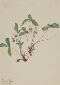  av Mary Vaux Walcott