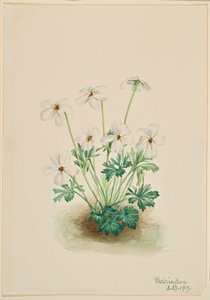  av Mary Vaux Walcott