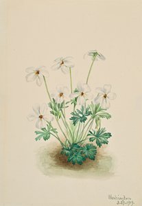 Stemorviolett Viola slitebane, 1919. av Mary Vaux Walcott