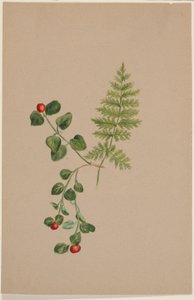 Reptridgeberry (Mitchella repens) av Mary Vaux Walcott
