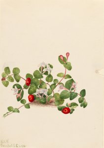 av Mary Vaux Walcott