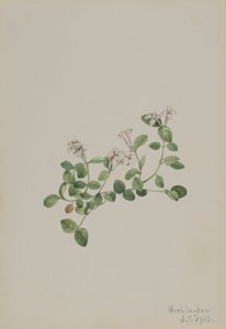 Partridgeberry Mitchella angret, 1918. av Mary Vaux Walcott