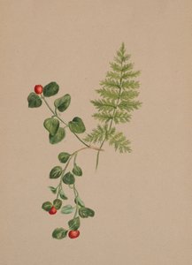 Partridgeberry Mitchella repens, ca. 1883. av Mary Vaux Walcott