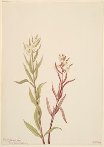  av Mary Vaux Walcott