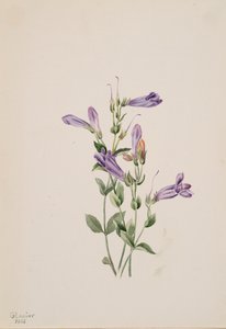 Penstemon Penstimon fruiticosus, 1903. av Mary Vaux Walcott
