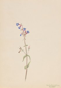 Pentstemon Pentstemon procerus, 1905. av Mary Vaux Walcott
