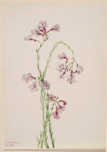  av Mary Vaux Walcott