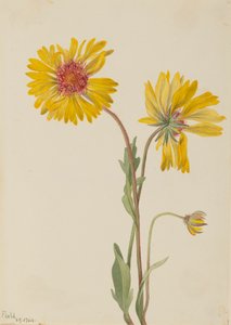 Flerårig Gaillardia Gaillardia aristata, 1904. av Mary Vaux Walcott