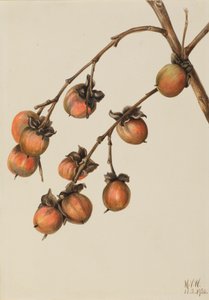 Persimmon Diospyros virginiana, 1920. av Mary Vaux Walcott