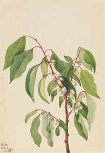 Persimmon Diospyros virginiana, 1932.    1139198   no       norwegian Successfully Translated  Original: Fashion at its Highest Translat: Fashion at its Highest 1400133 no norwegian Successfully Translated Original: De Yodo rivier Yodogawa (title on object av Mary Vaux Walcott