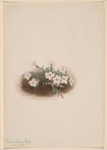  av Mary Vaux Walcott