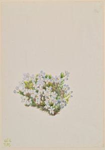 Phlox Phlox caespitosa, 1937. av Mary Vaux Walcott