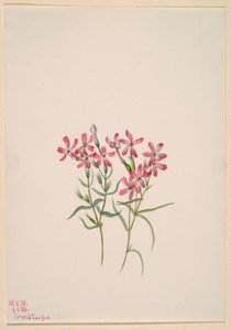  av Mary Vaux Walcott