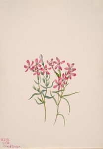 Phlox stansburyi, 1938. av Mary Vaux Walcott