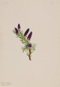 Picea engelmanni, 1913. av Mary Vaux Walcott