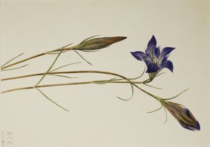  av Mary Vaux Walcott