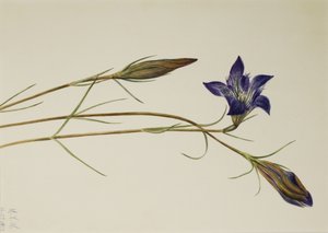 Pinebarren Gentian Gentiana porphyrio, 1923. av Mary Vaux Walcott