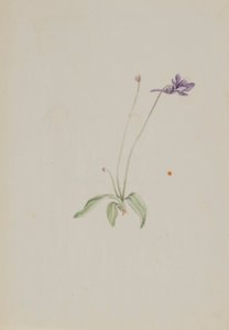  av Mary Vaux Walcott