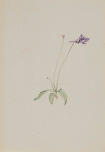 Pinguicula vulgaris, ca. tidlig på 1930-tallet. av Mary Vaux Walcott